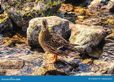 Duck in natural habitat. stock photo. Image of lake - 276630174