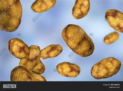 Haemophilus Influenzae Image And Photo Free Trial Bigstock