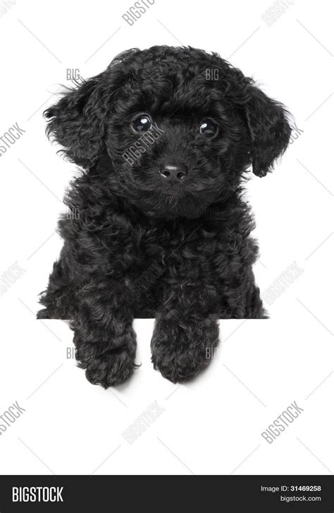 Black Toy Poodle Puppy Image & Photo (Free Trial) | Bigstock