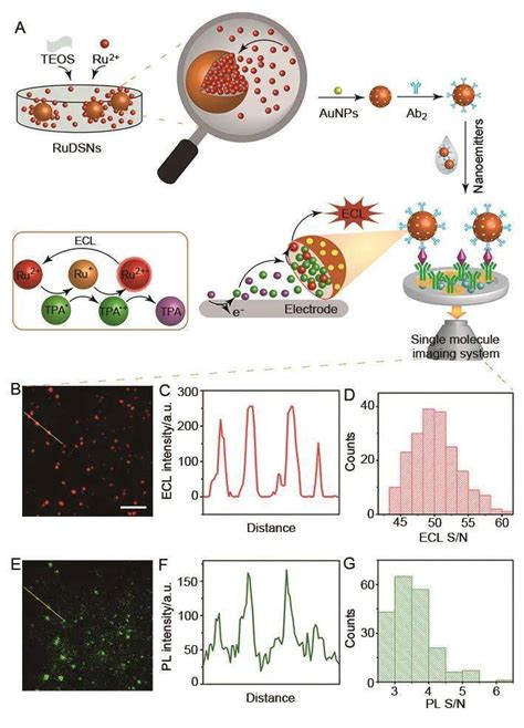分析单分子电化学发光成像及其在单细胞研究中的应用 RuDSNs