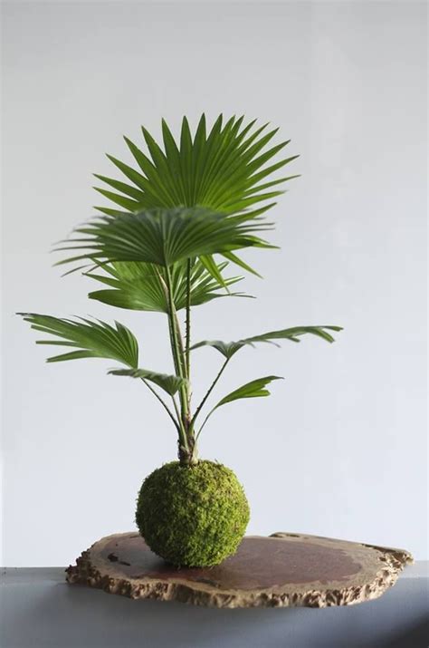 Jardim de Siguta KoKedama Conheça e Faça o Seu Kokedama Plants