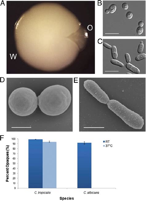 Phenotypic Switching In C Tropicalis Colony And Cellular Morphologies