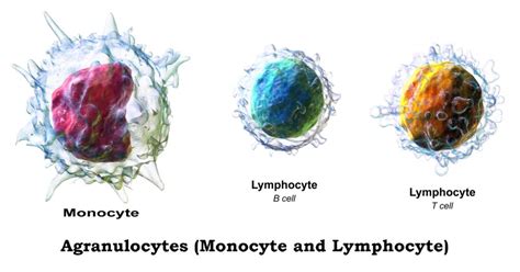 Monocytosis Archives - MedicoInfo