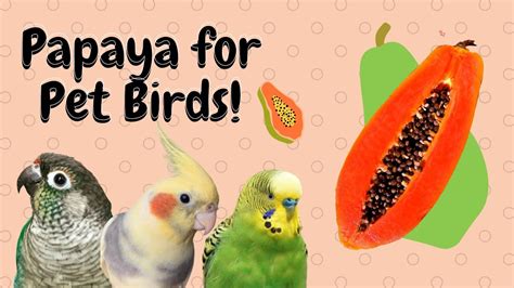 Papaya For Pet Birds BirdNerdSophie YouTube