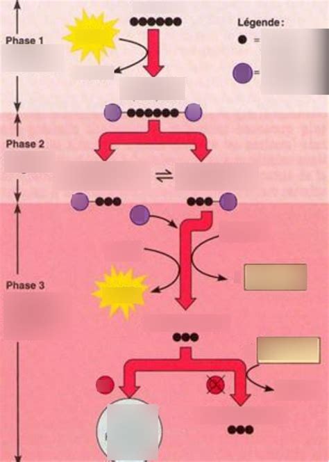 Diagramme De R Sum De La Glycolyse Quizlet