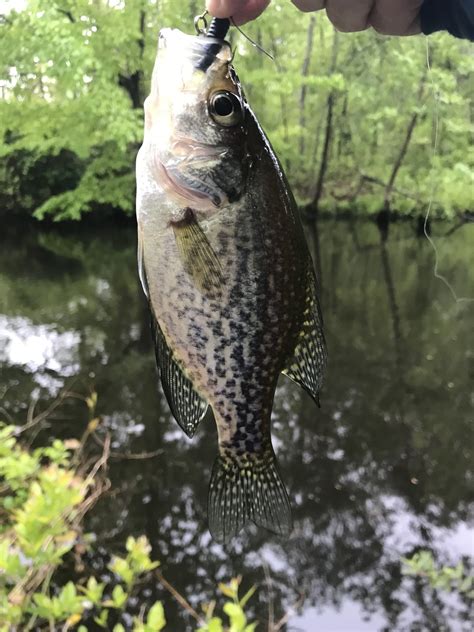 Maryland Biodiversity View Thumbnails Black Crappie Pomoxis