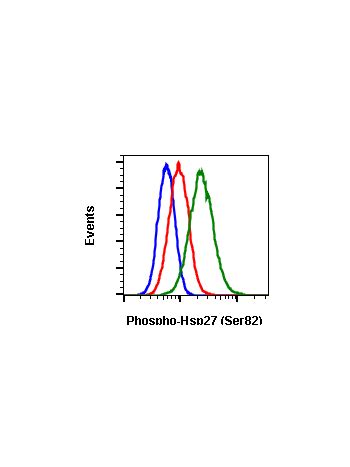 Phospho HSP27 Ser82 CB2 Rabbit MAb PE Conjugate Abwiz Bio