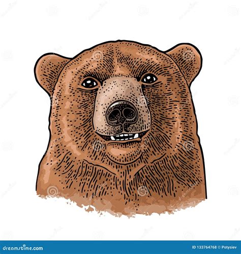 Bear Head Vintage Color Engraving Illustration For Poster Stock Vector