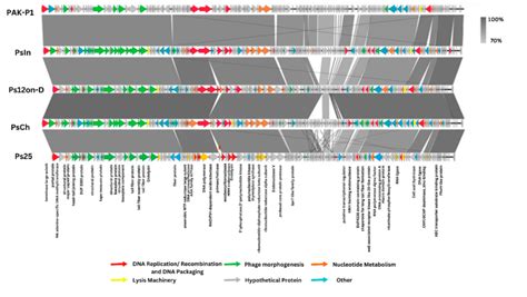 Comparative Genome Analysis Of The P Aeruginosa Phages Psin Psch Download Scientific Diagram