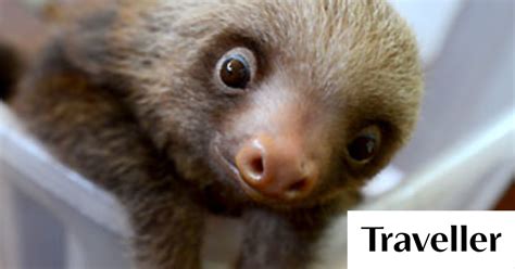 Cutest creatures: baby sloths