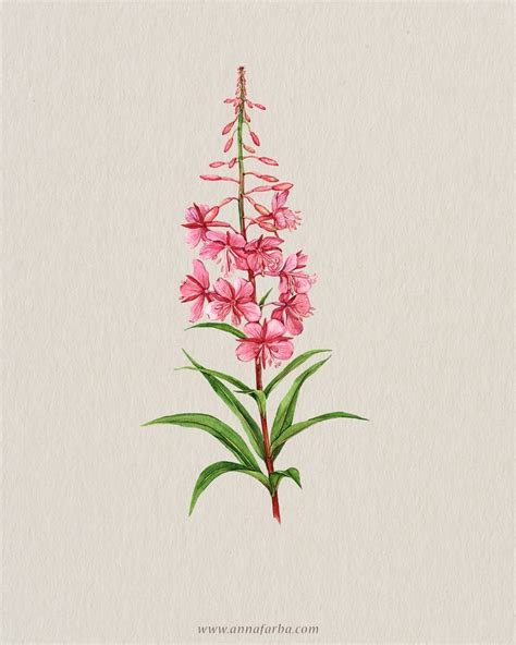 Fireweed Botanical Art By Anna Farba Illustration Botanical Art