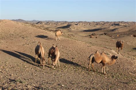 Wild camels from the Zakhyn Us breeding centre | The Wild Camel ...