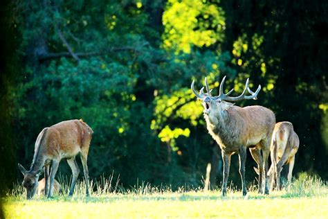 Le Parc National Des Forêts Un Havre De Biodiversité