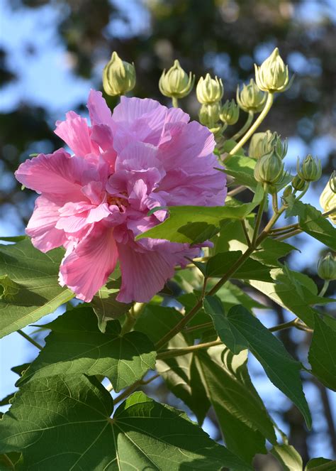 Confederate rose is great for fall blooms | Mississippi State University Extension Service