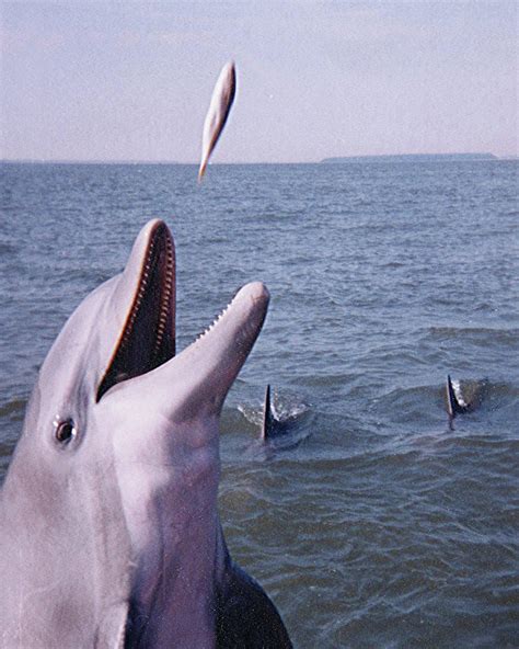 Images Of Dolphins Eating