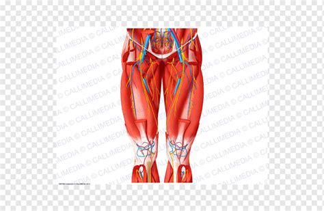 Kompartemen Anterior Otot Lutut Paha Kaki Manusia Otot Adduktor Paha