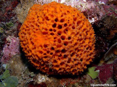 Demosponges Guamreeflife