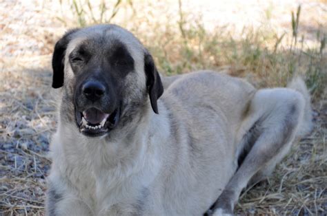 Does the Kangal Dog have the strongest bite force?