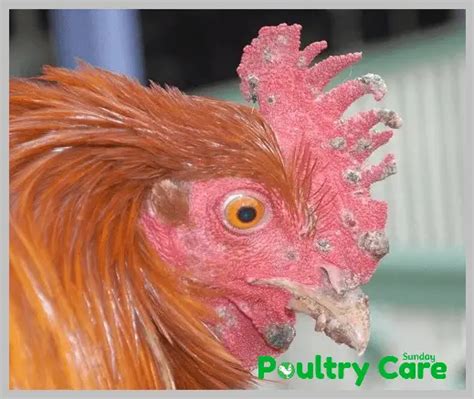 Most Common Chicken Diseases Symptoms And Treatment Poultry Care