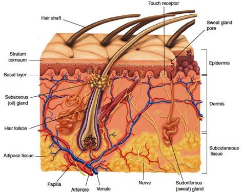 Structure Of The Skin Diagram Quizlet