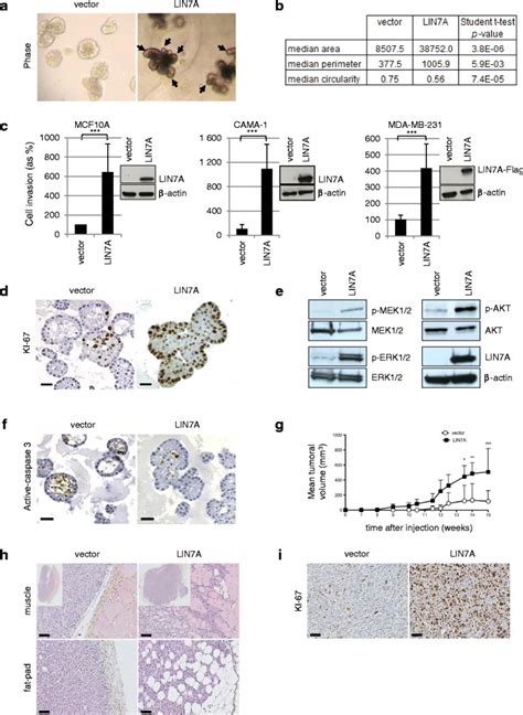 Over Expression Of Lin7a Disrupts Apico Basal Polarity Increases Download Scientific Diagram