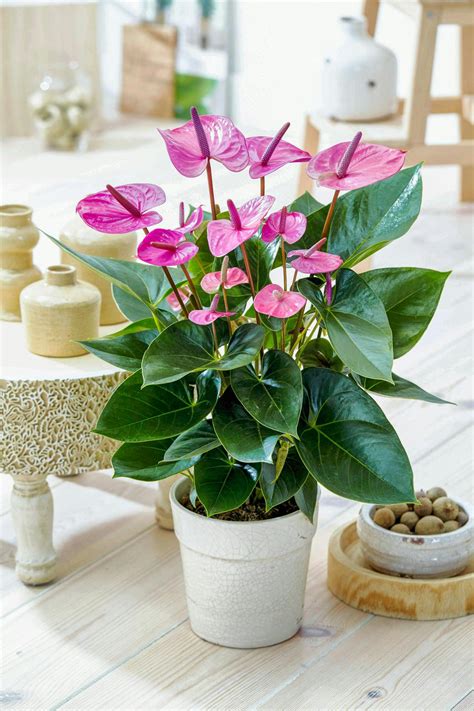 Anthurium Le Guide Dentretien 100 De Réussite Détente Jardin