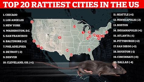 Chicago Tops List Of Americas Rattiest Cities For Seventh Year Running Ahead