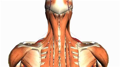 Neck And Upper Back Anatomy : Neck And Upper Back Fix Physio Osteo Pilates Massage Acupuncture ...