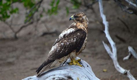 Galapagos Hawk - Facts, Information & Habitat