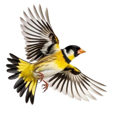 Bird Transparent PNGs for Free Download