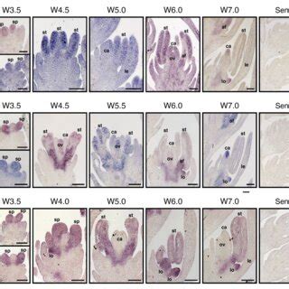 Expression Pattern As Assessed By In Situ Hybridization For Barley