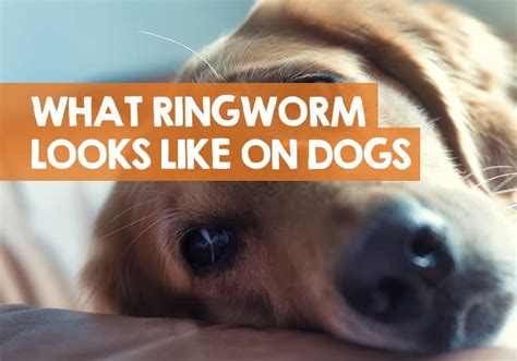 Ringworm In Dogs: Symptoms And Treatment | atelier-yuwa.ciao.jp