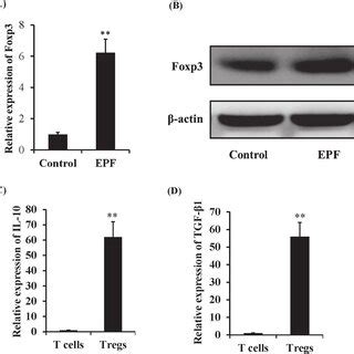 Epf And Tcr Co Stimulation Induces Foxp Expression In Naive Cd Cd