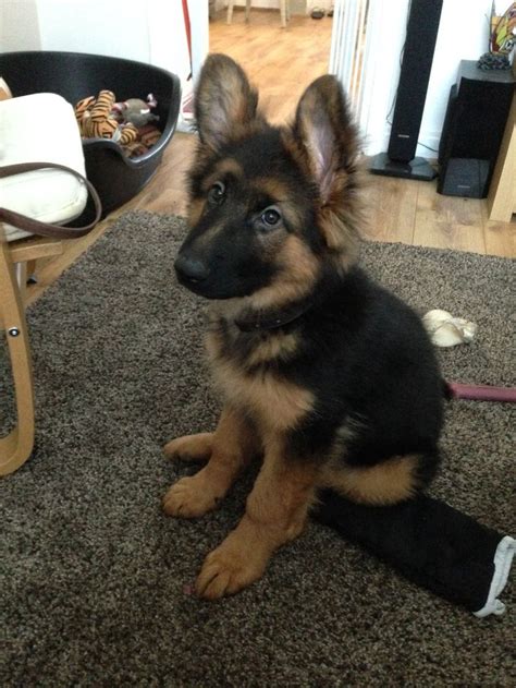 German Shepherd Puppy 3 12 Months Shepherd Dog Breeds Puppies