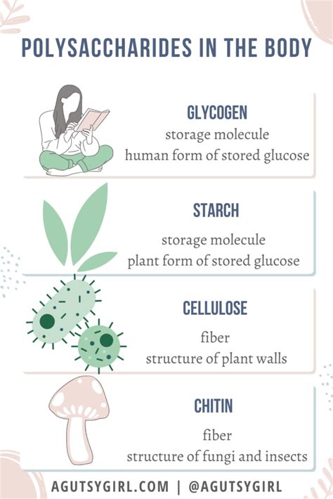 Polysaccharide Examples Food