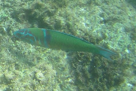 The Ornate Wrasse - Whats That Fish!