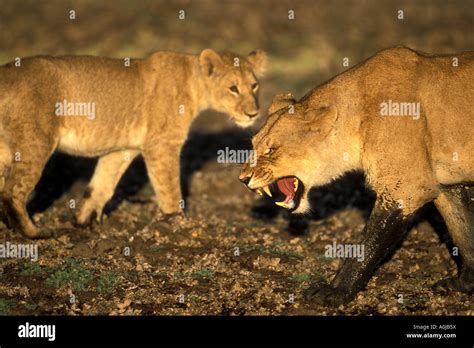 Africa Kenya Masai Mara Game Reserve Lioness Panthera Leo Growls While