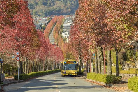 【京都紅葉名所探訪】早期に色づくモミジバフウ並木が魅力の名所「西京区 桂坂」