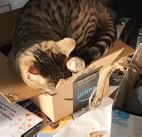 If I Fits I Sits Oc R Aww