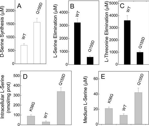 Serine Racemase Modulates Intracellular D Serine Levels Through An