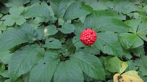 How To Steward And Forest Farm American Ginseng