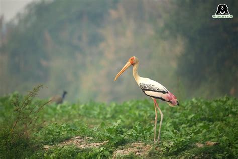 Aquatic Birds Rescued And Released By Wildlife SOS - Wildlife SOS