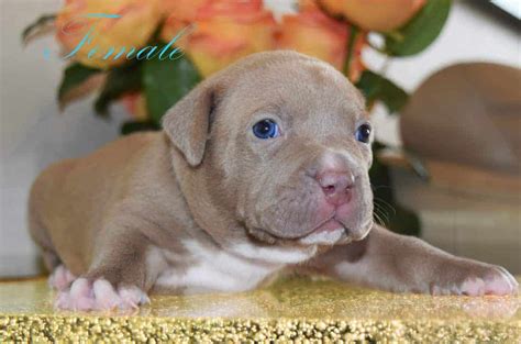 XL PITBULL PUPPIES FOR SALE | CHAMPAGNE XXL PITBULL PUPPIES | LILAC PITBULL PUPPIES