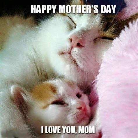 Cats I Love You Mom Happy Mothers Day Feline Kittens Best Friends