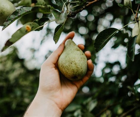 Tips for when to prune pear trees in winter and summer | Homes and Gardens
