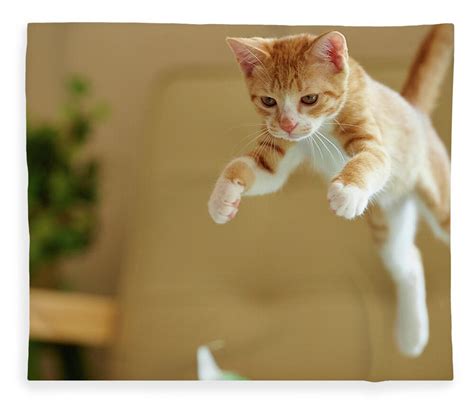 Jumping Ginger Kitten Fleece Blanket By Akimasa Harada