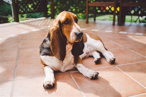 Los Perros Dibujos Animados Famosos Descubre A Los Más Queridos En La