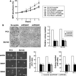 Knockdown Of Pbov Suppresses Prostate Cancer Cell Proliferation