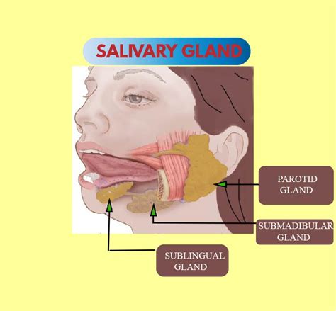 Saliva contains ____ enzyme which hydrolyses starch into (a) Hydrolase ...