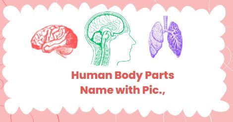 49+ Human Body Parts Name with Picture in Hindi and English